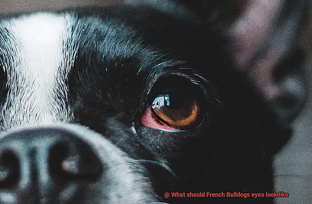 What should French Bulldogs eyes look like-5