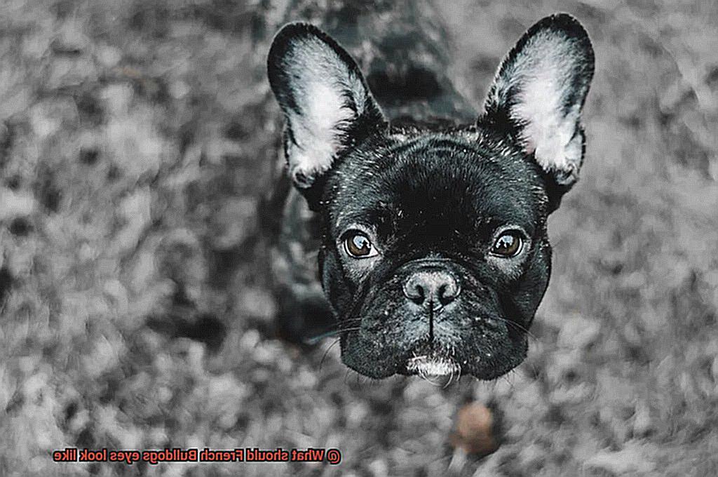 What should French Bulldogs eyes look like-6