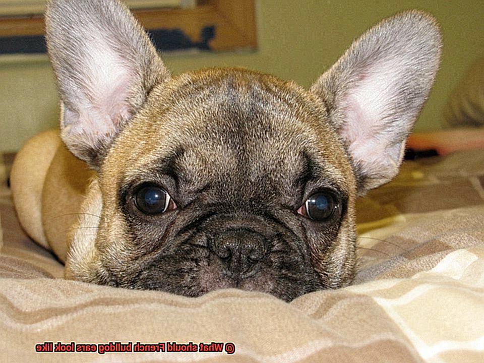 What should French bulldog ears look like-5