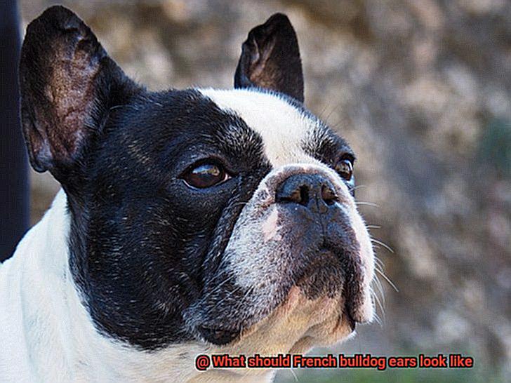 What should French bulldog ears look like-6