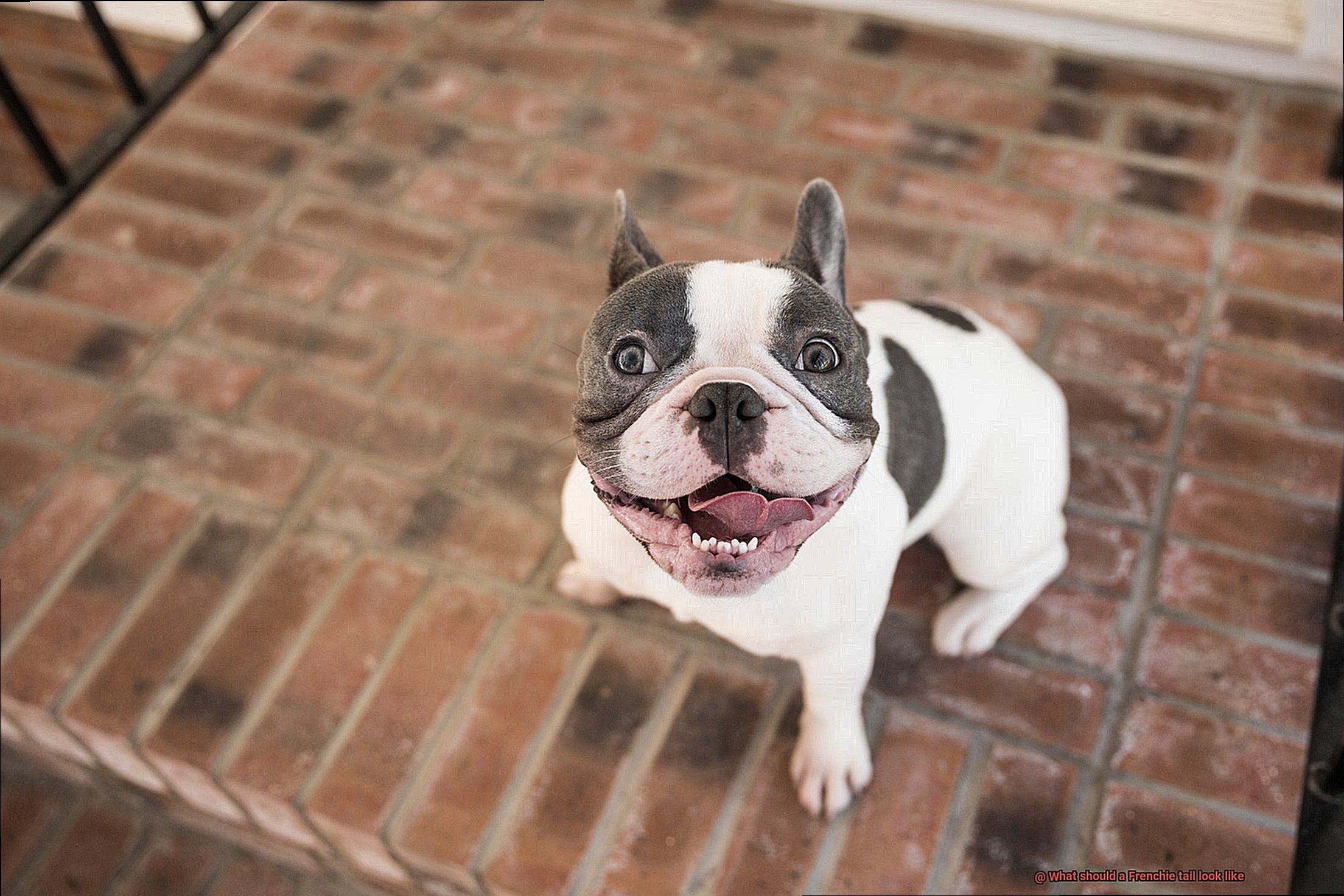 What should a Frenchie tail look like-2