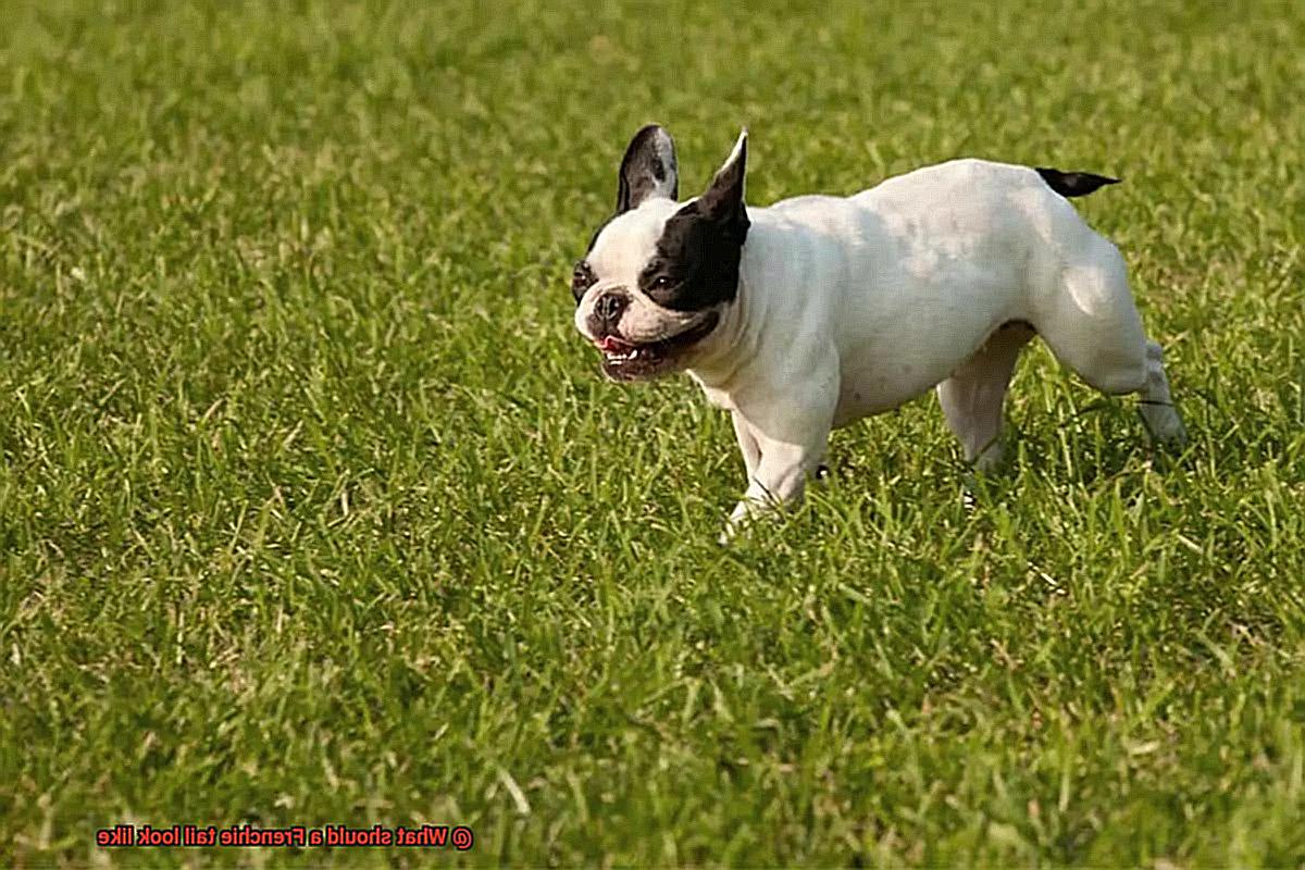 What should a Frenchie tail look like-3