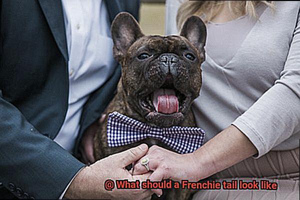 What should a Frenchie tail look like-4