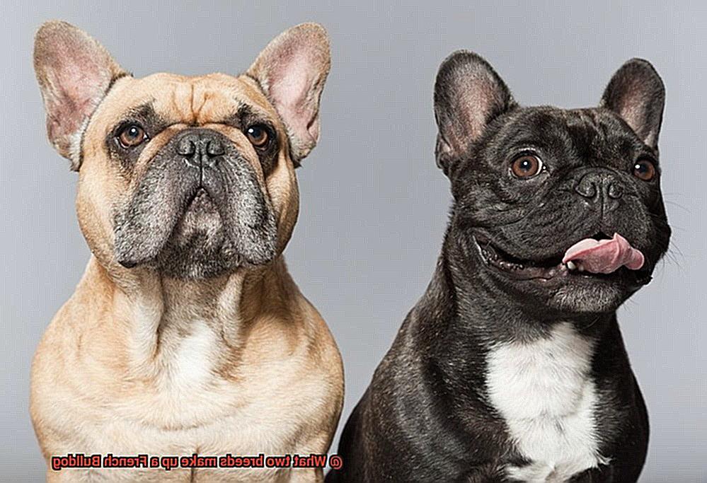 What two breeds make up a French Bulldog-7