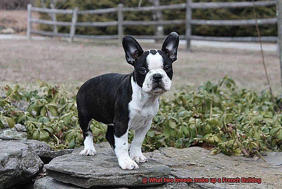 What two breeds make up a French Bulldog-4