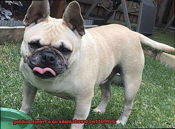 What two breeds make up a French Bulldog-9