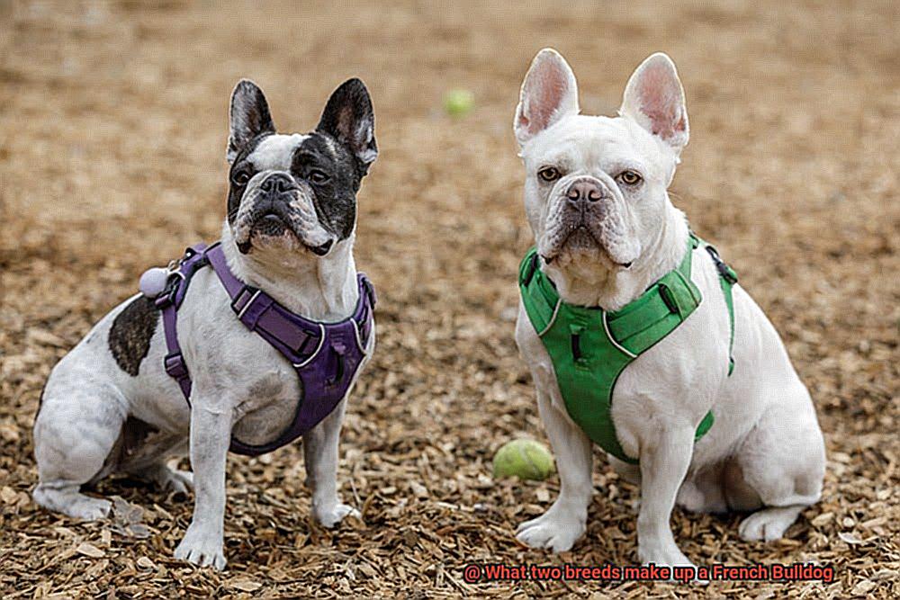 What two breeds make up a French Bulldog-8