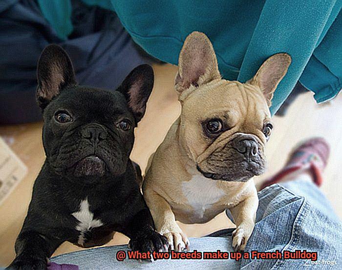 What two breeds make up a French Bulldog-5