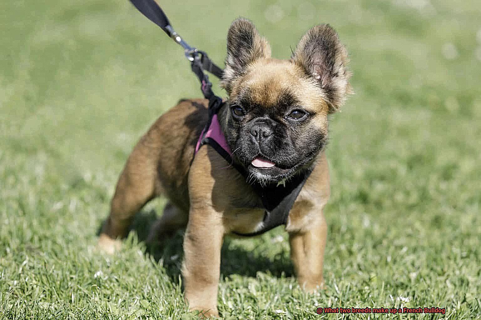 What two breeds make up a French Bulldog-3