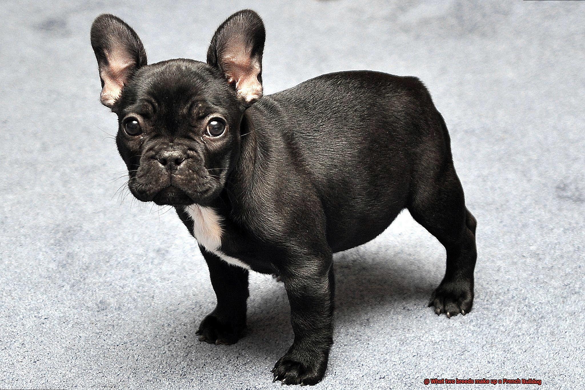 What two breeds make up a French Bulldog-2