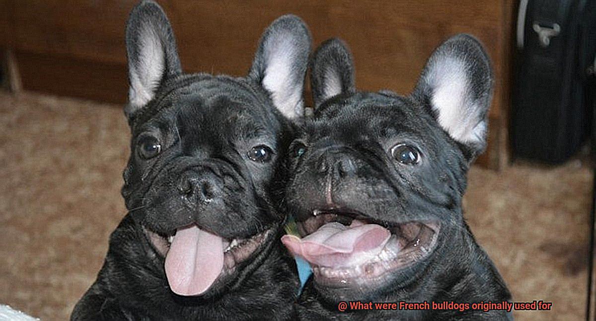 What were French bulldogs originally used for-6