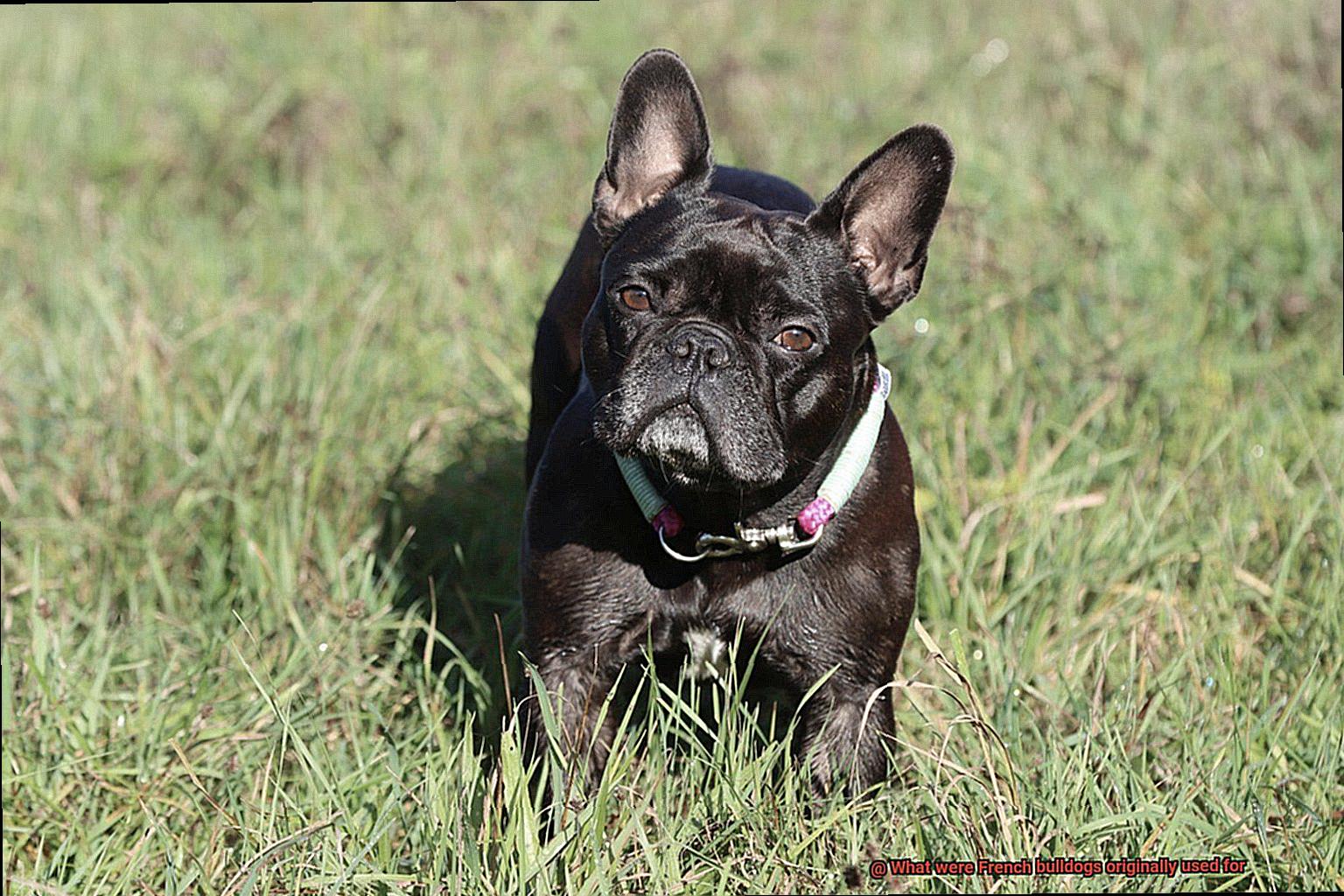 What were French bulldogs originally used for-2