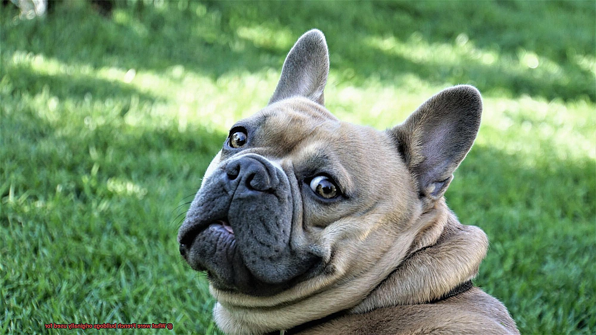 What were French bulldogs originally used for-8