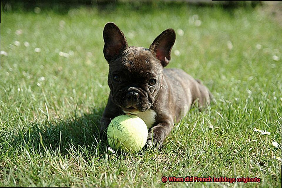 When did French bulldogs originate-4