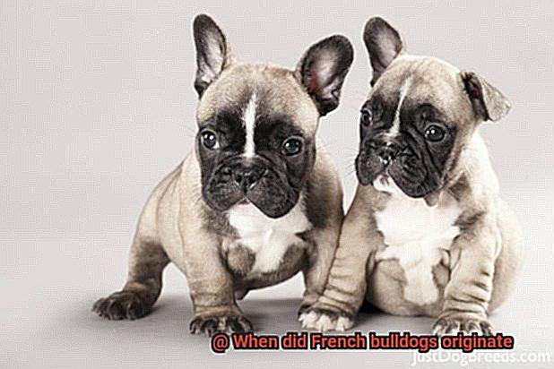 When did French bulldogs originate-5