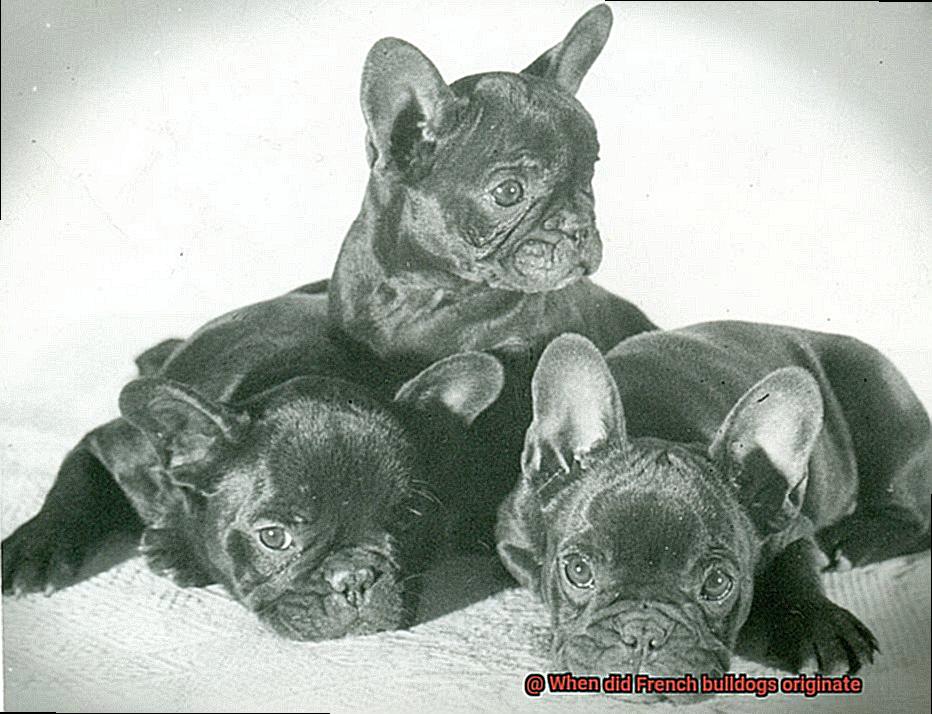 When did French bulldogs originate-3