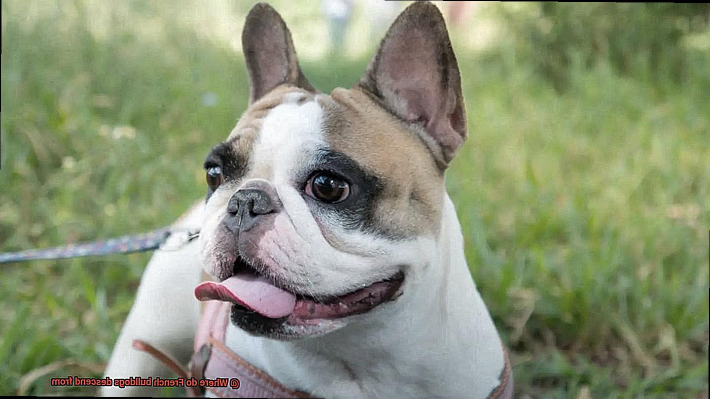 Where do French bulldogs descend from-5