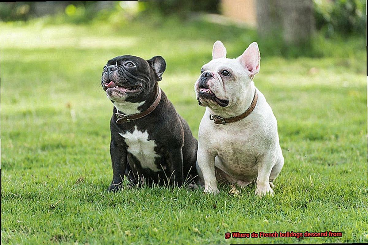 Where do French bulldogs descend from-6