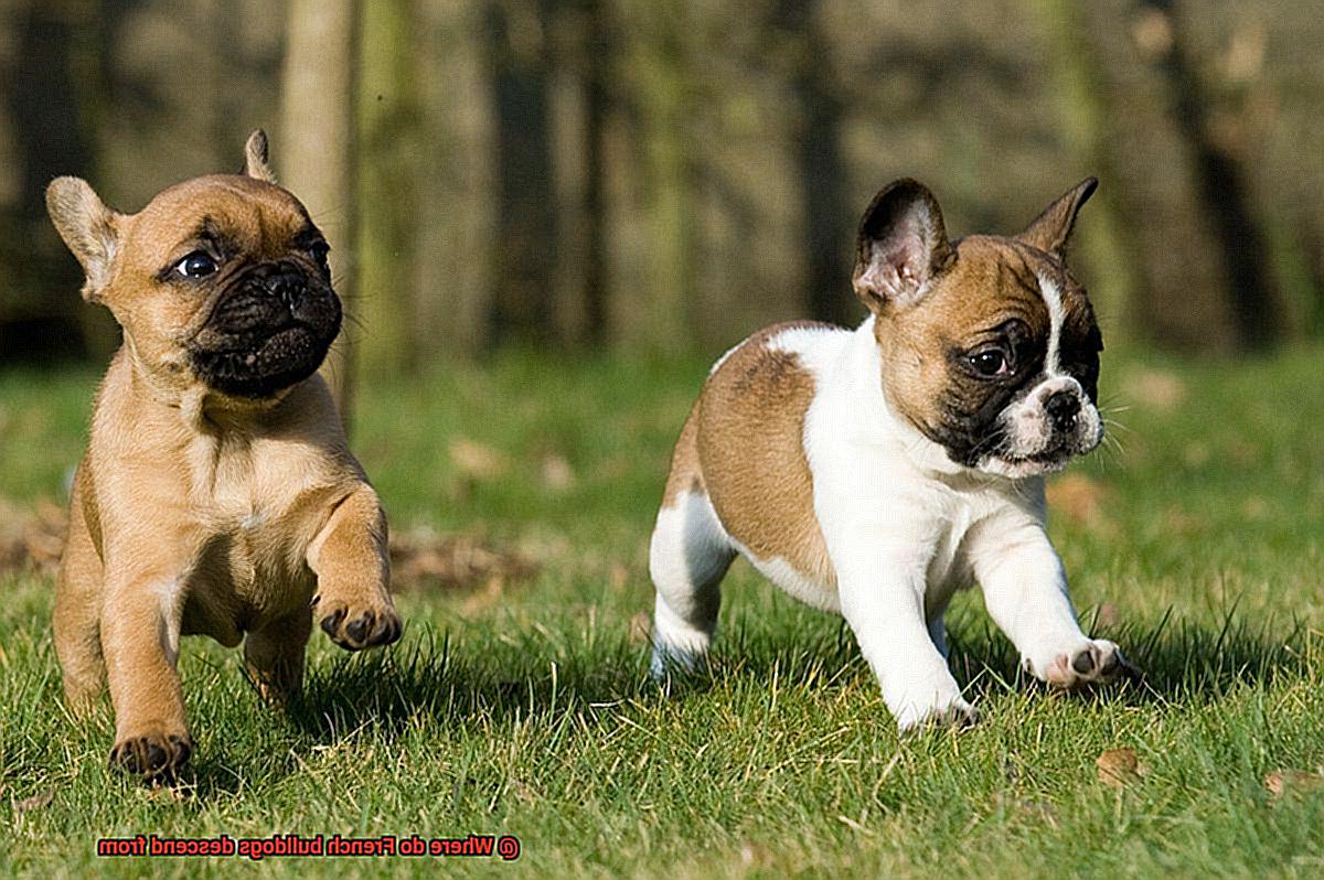 Where do French bulldogs descend from-2