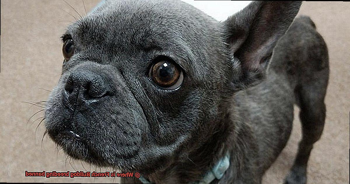 Where is French Bulldog breeding banned-2