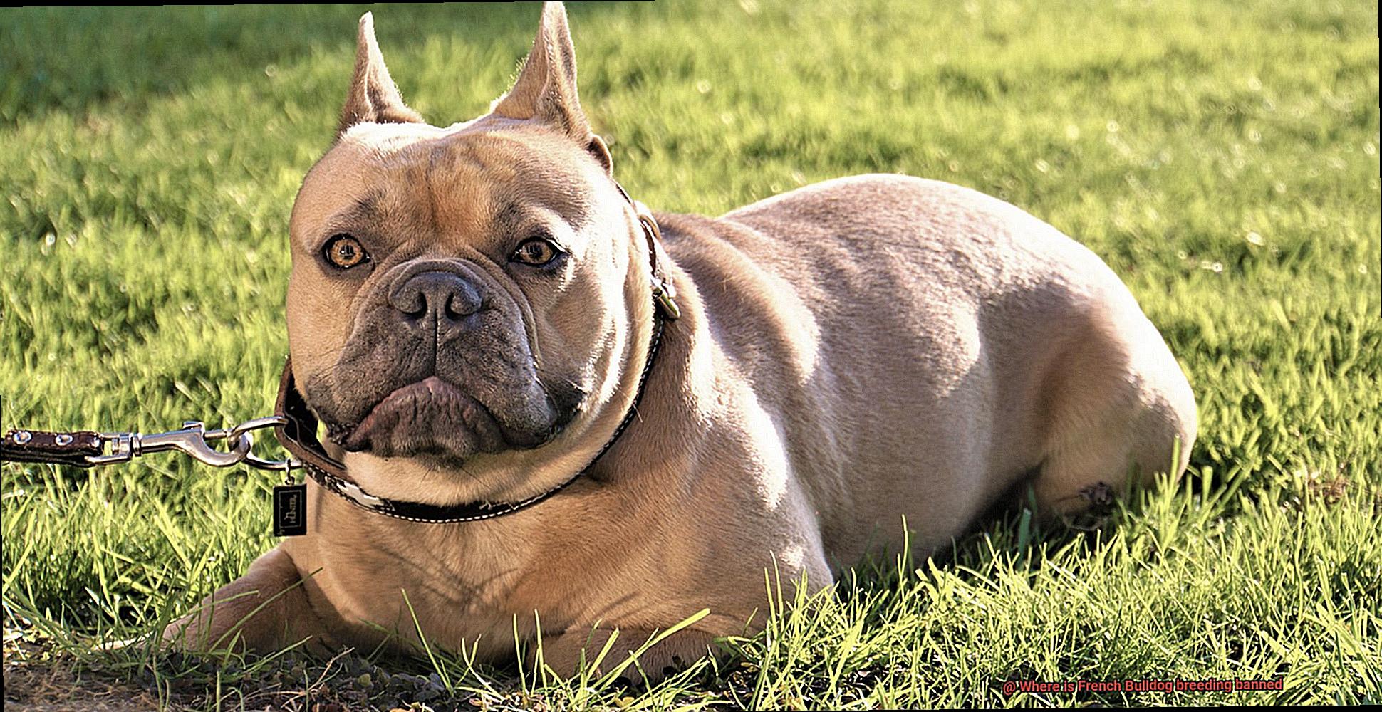 Where is French Bulldog breeding banned-4