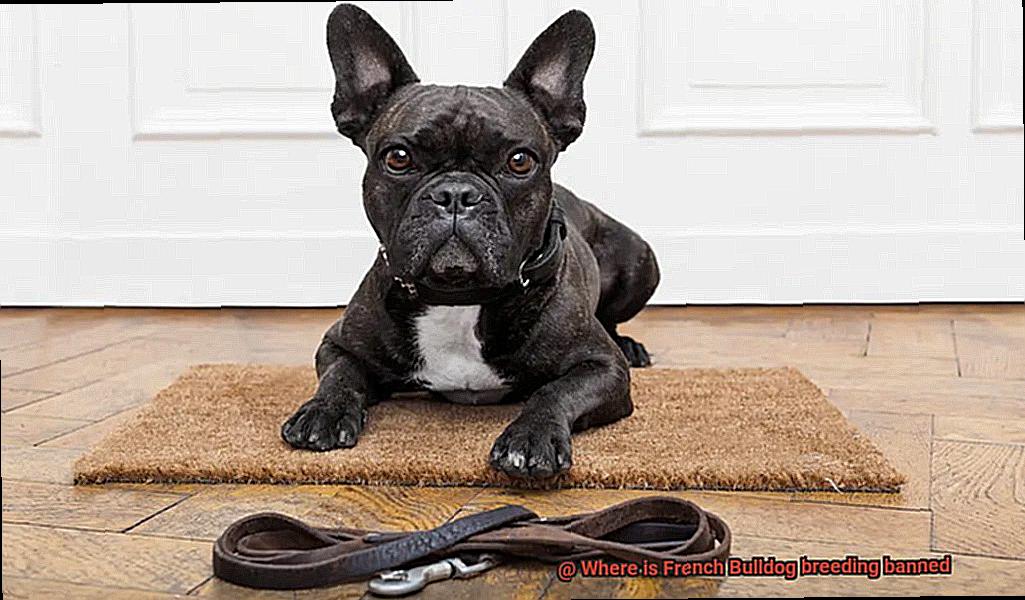 Where is French Bulldog breeding banned-5