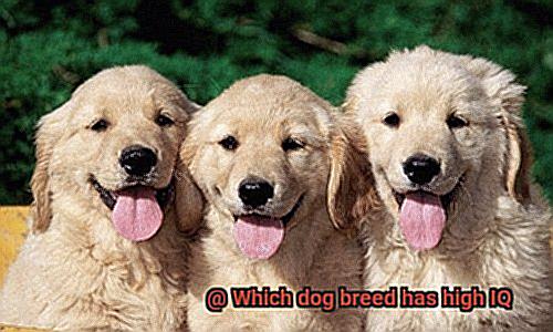 Which dog breed has high IQ-3