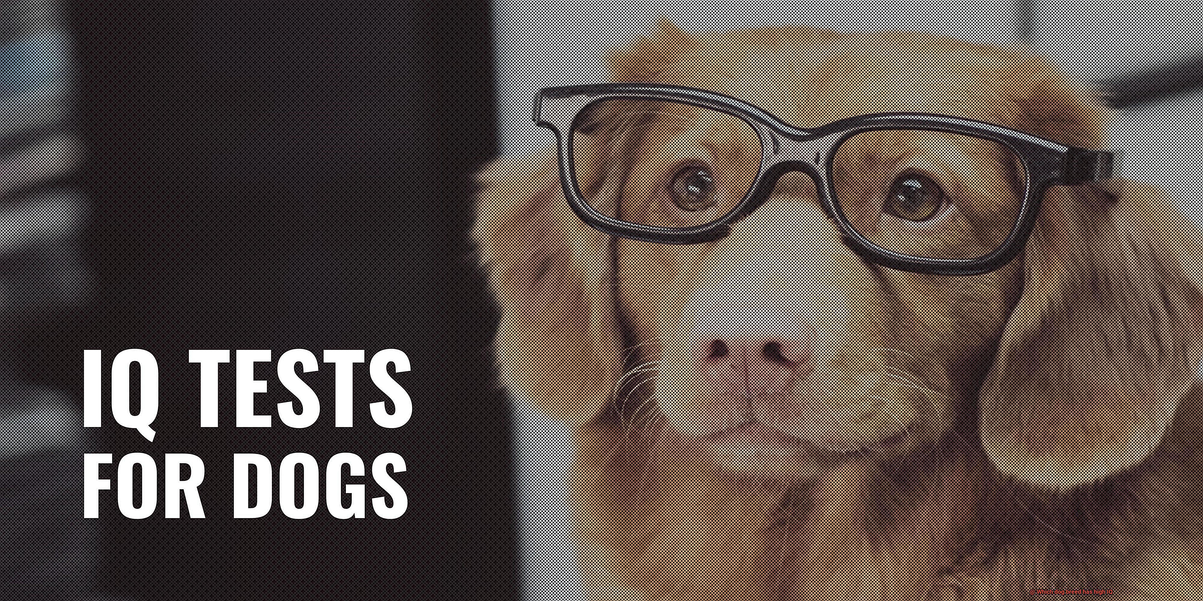 Which dog breed has high IQ-5