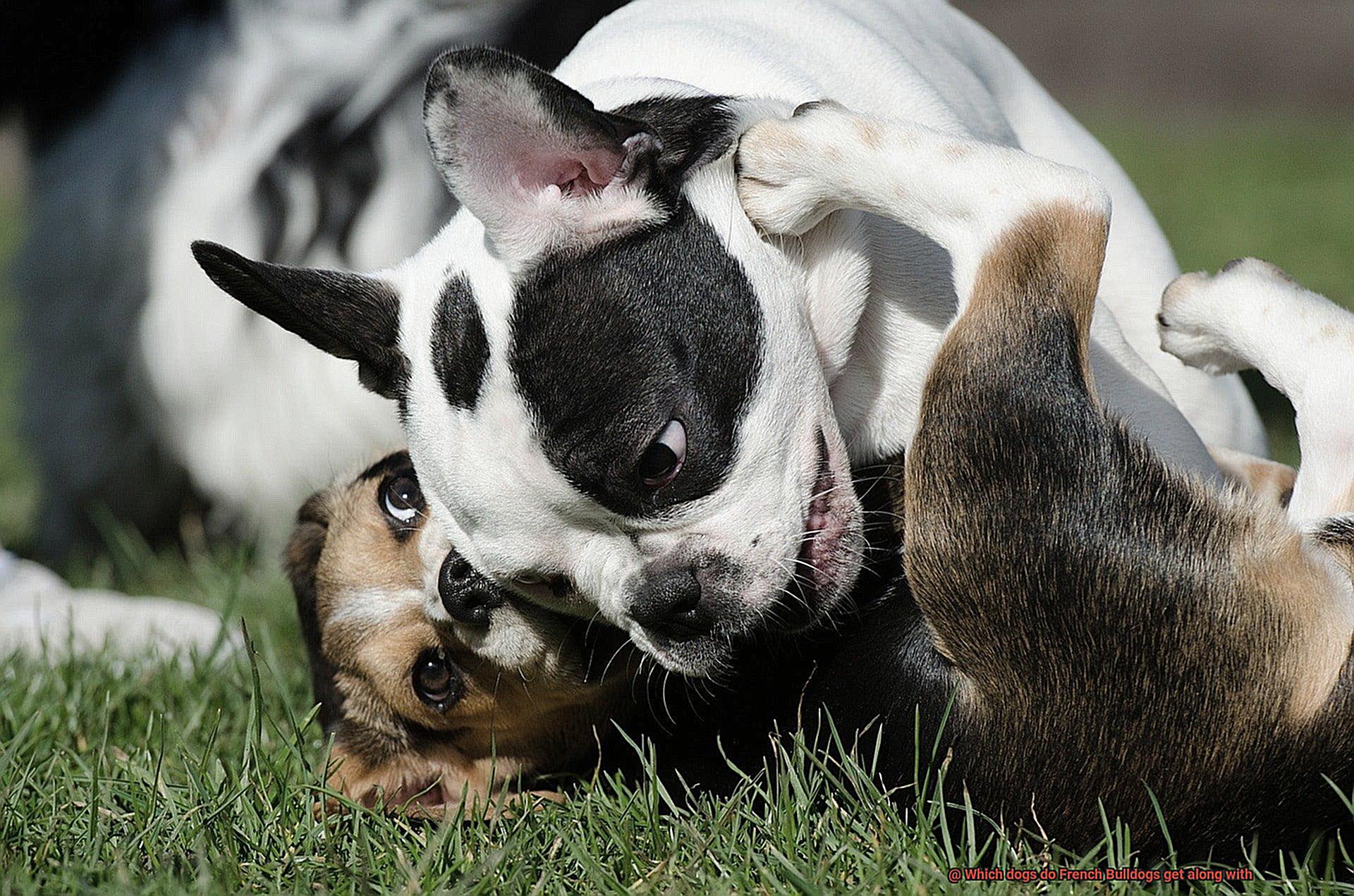 Which dogs do French Bulldogs get along with-3