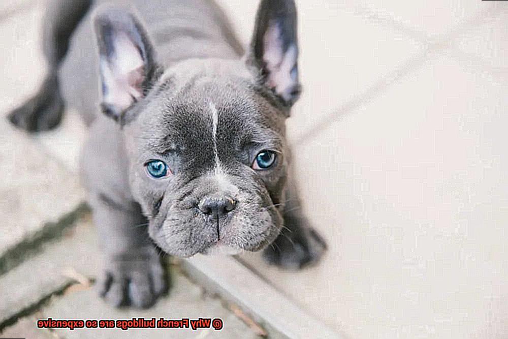 Why French bulldogs are so expensive-4