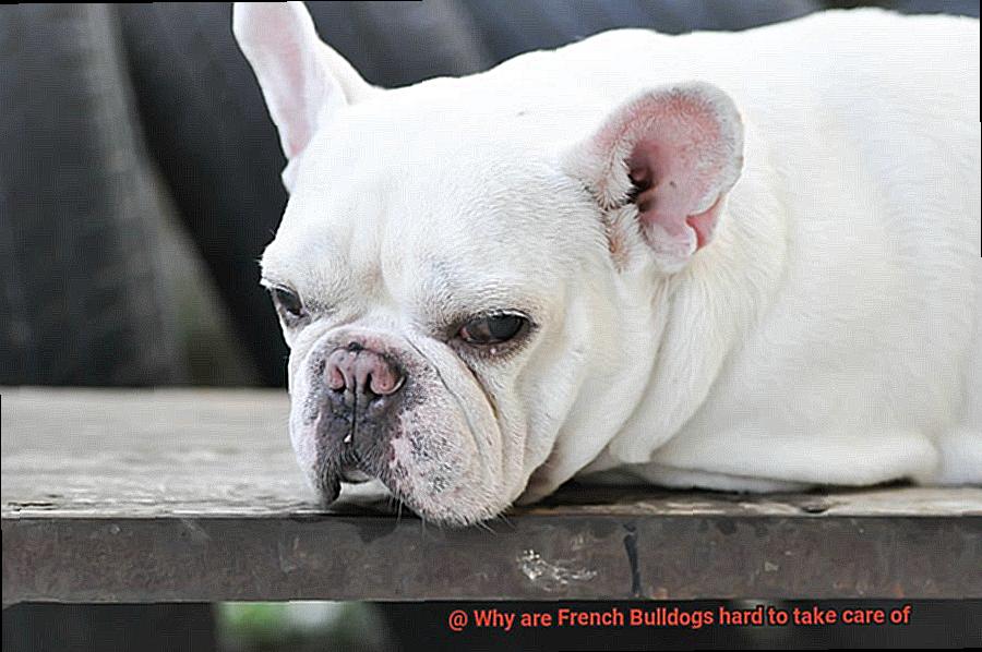 Why are French Bulldogs hard to take care of-3