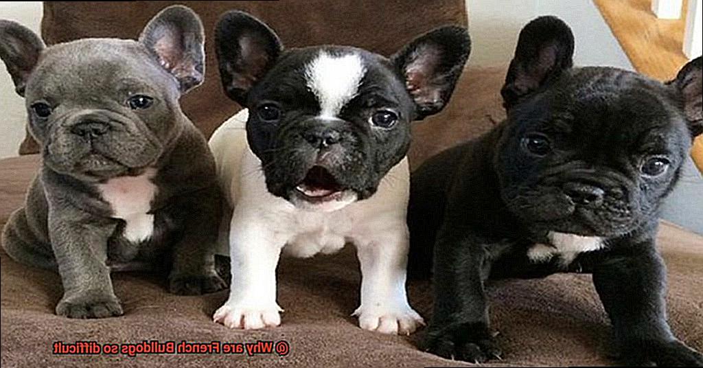 Why are French Bulldogs so difficult-10