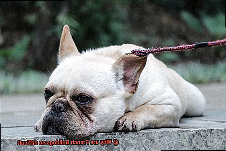 Why are French Bulldogs so difficult-11