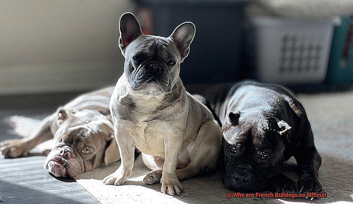 Why are French Bulldogs so difficult-4