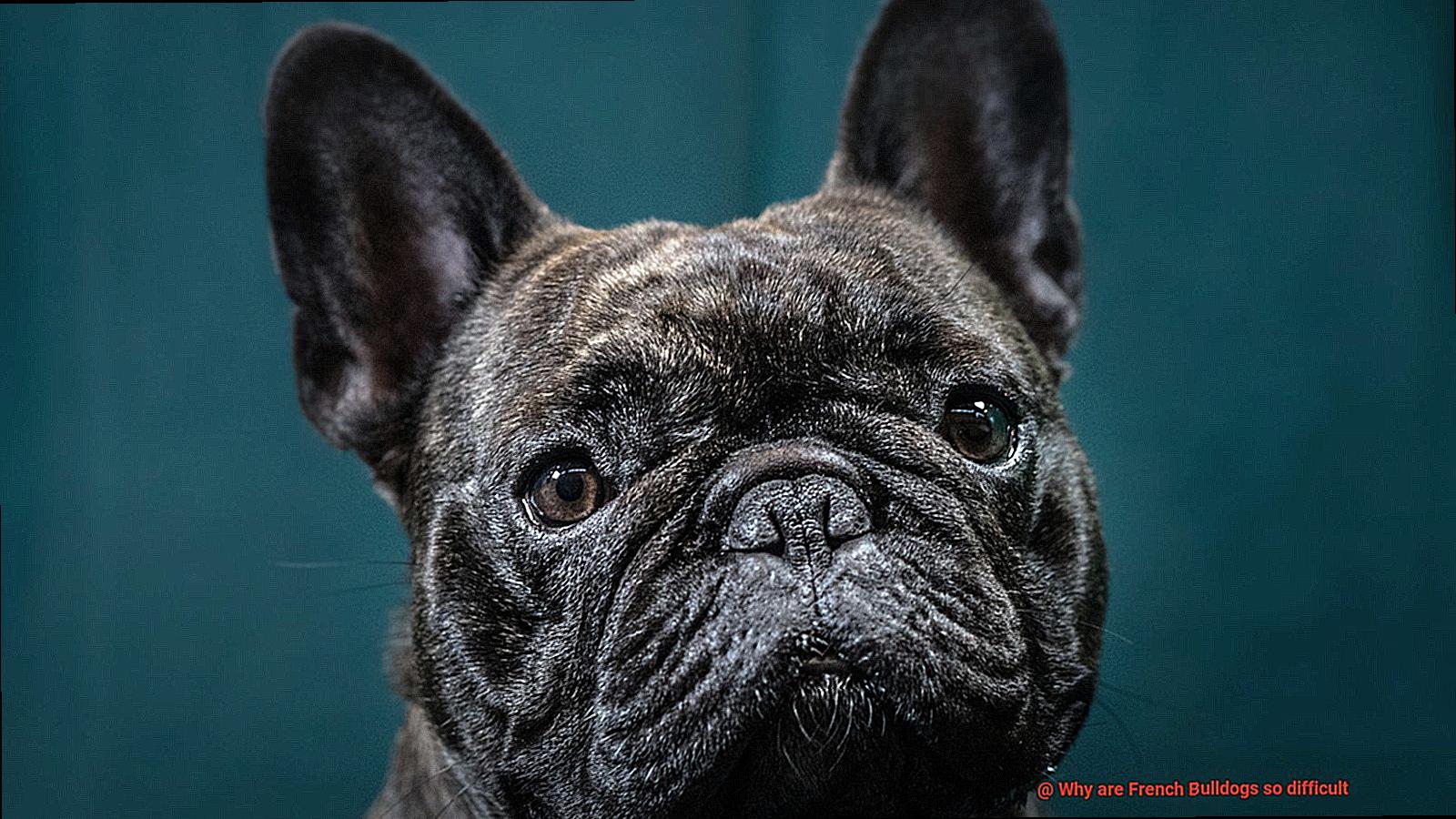 Why are French Bulldogs so difficult-12