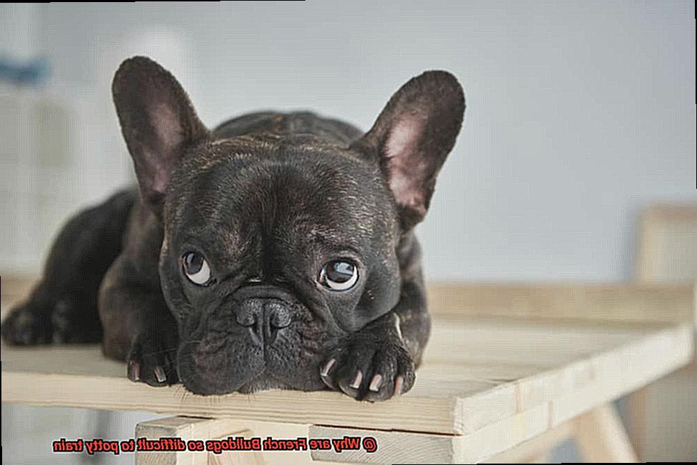 Why are French Bulldogs so difficult to potty train-2