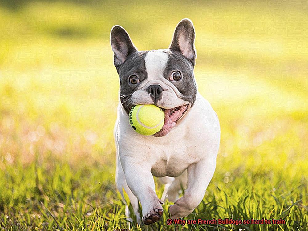 Why are French Bulldogs so hard to train-2