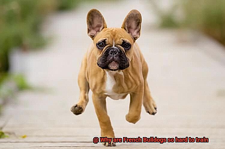 Why are French Bulldogs so hard to train-5