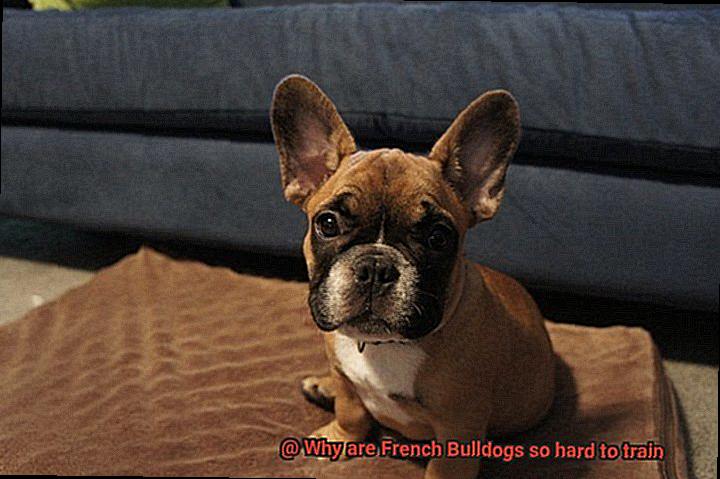 Why are French Bulldogs so hard to train-3