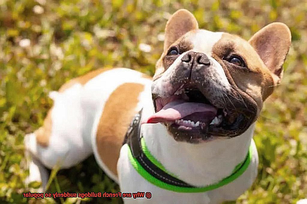 Why are French Bulldogs suddenly so popular-7