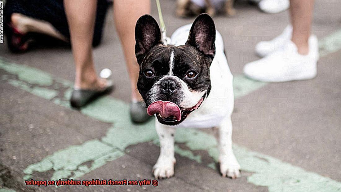 Why are French Bulldogs suddenly so popular-3