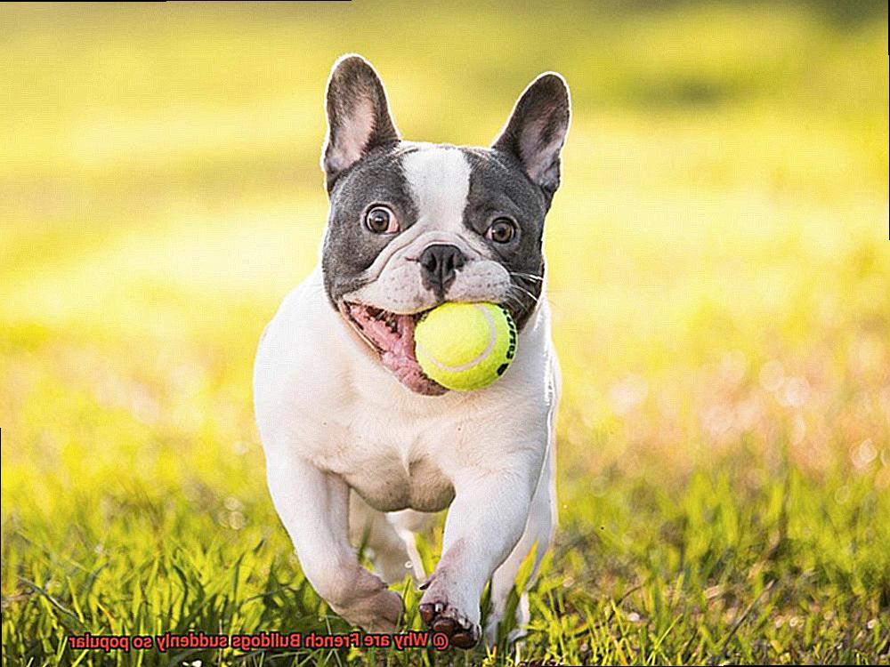 Why are French Bulldogs suddenly so popular-5