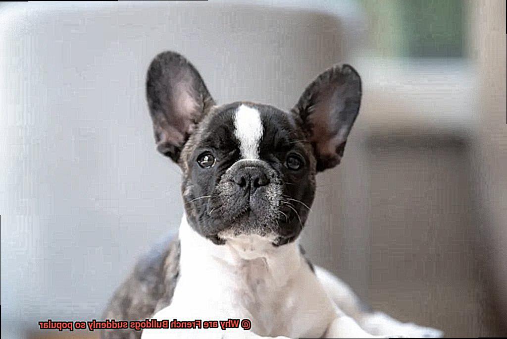 Why are French Bulldogs suddenly so popular-4