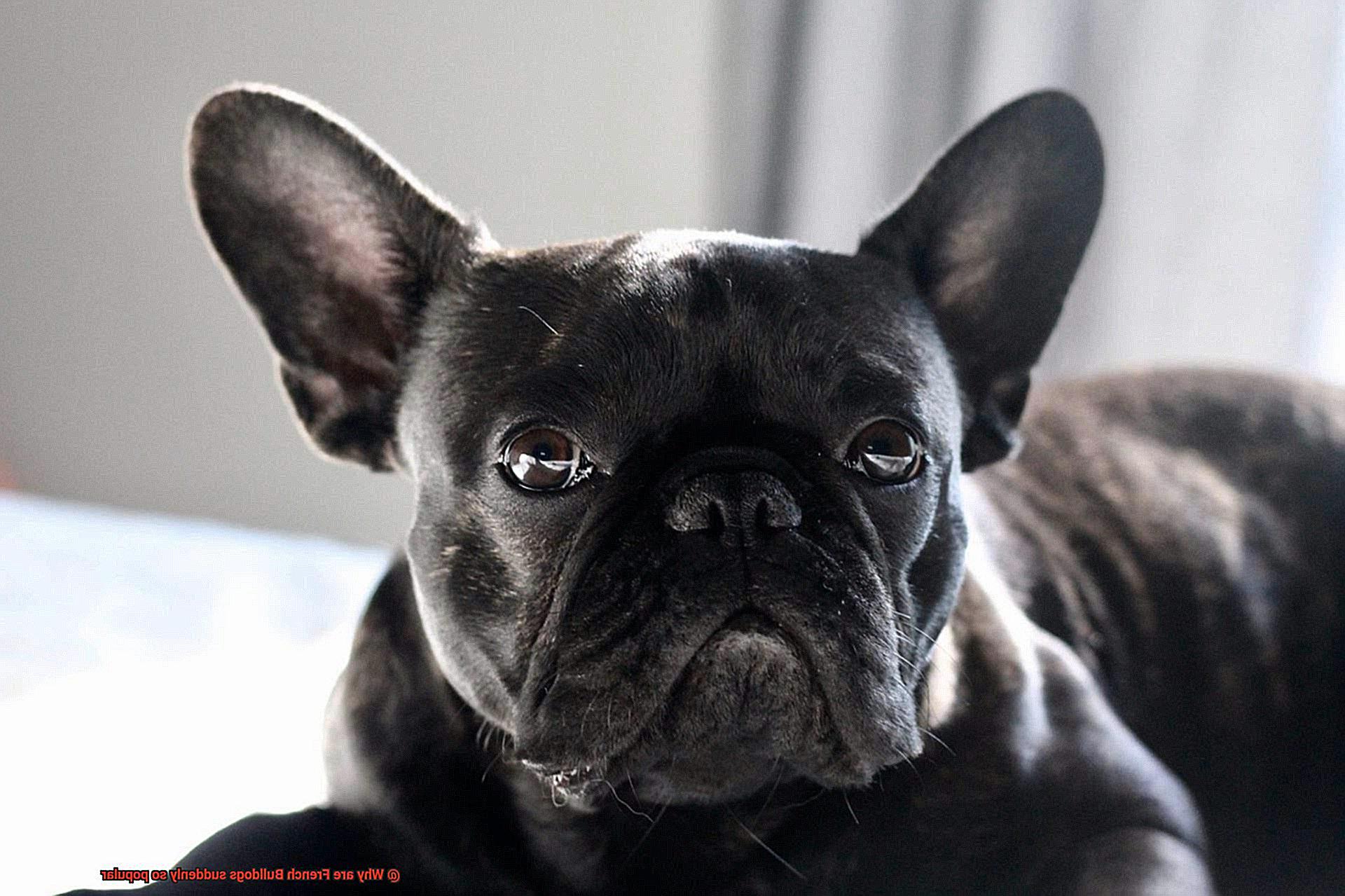 Why are French Bulldogs suddenly so popular-2