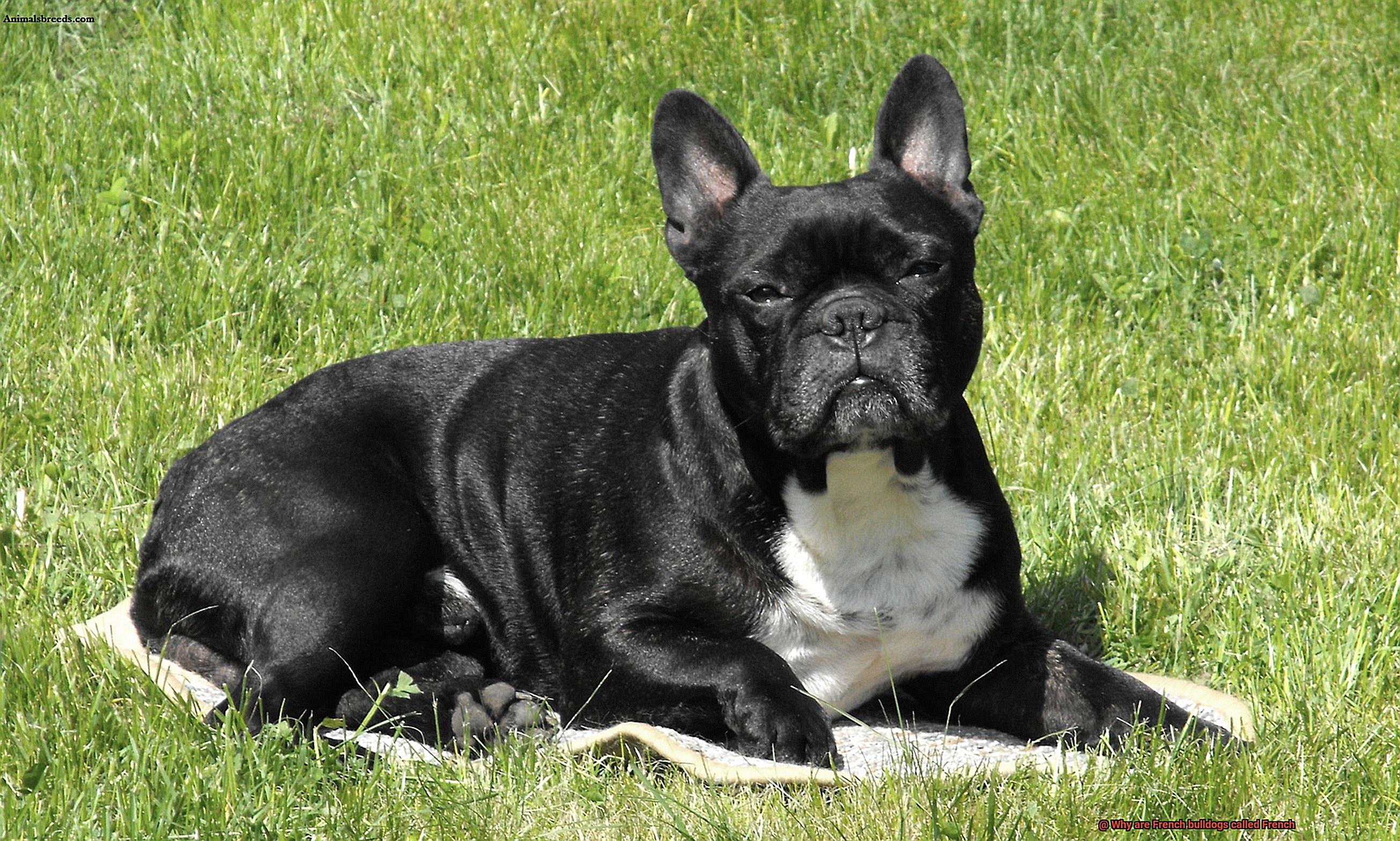 Why are French bulldogs called French-2