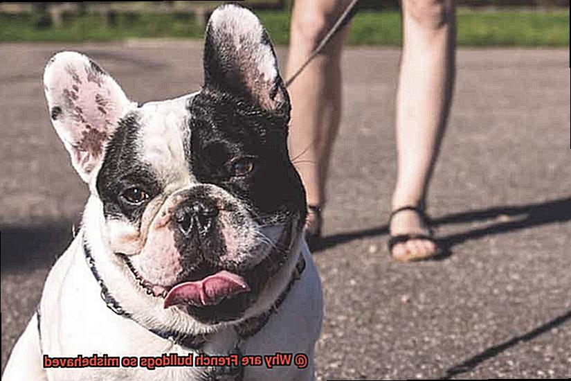 Why are French bulldogs so misbehaved-4