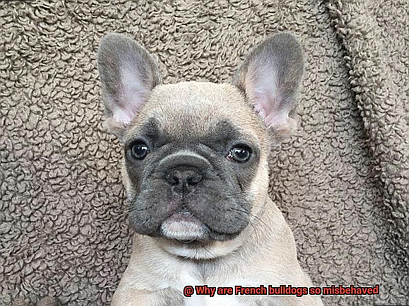 Why are French bulldogs so misbehaved-3