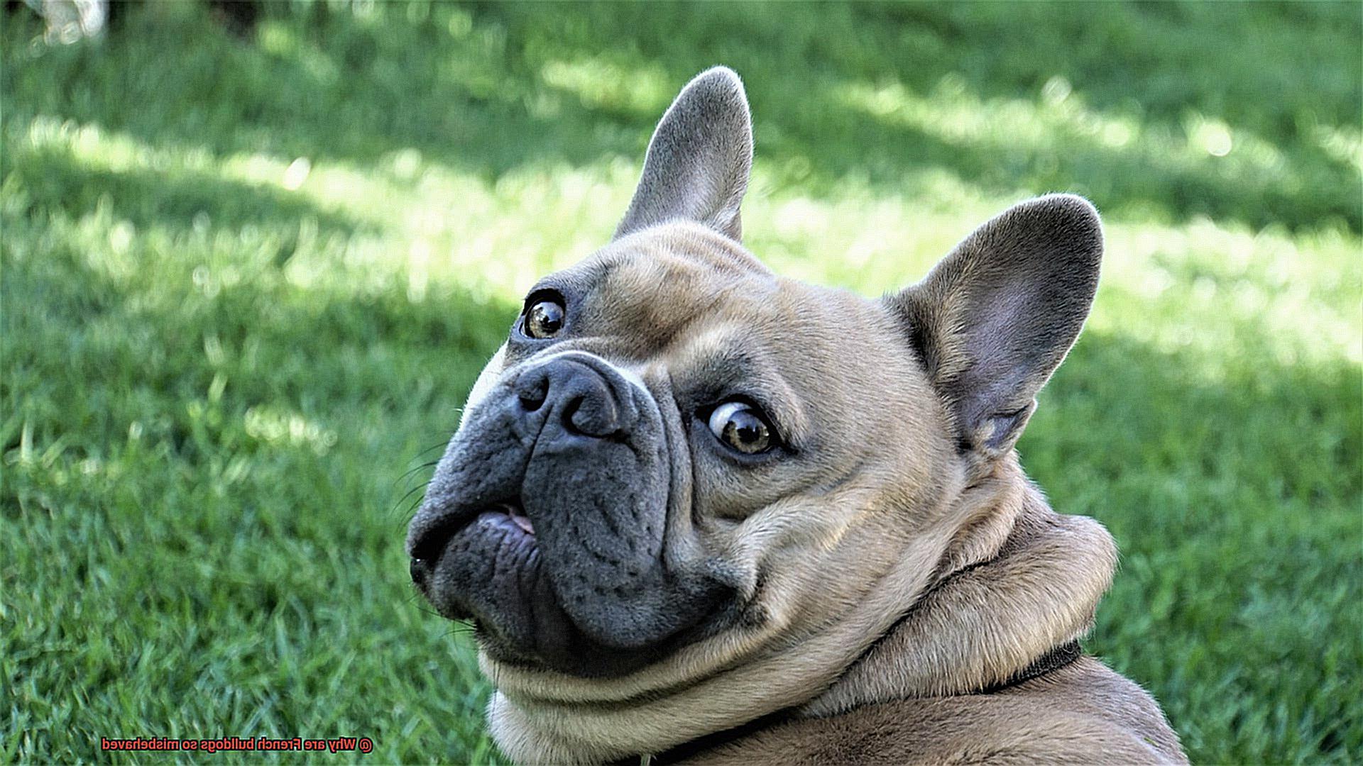 Why are French bulldogs so misbehaved-5