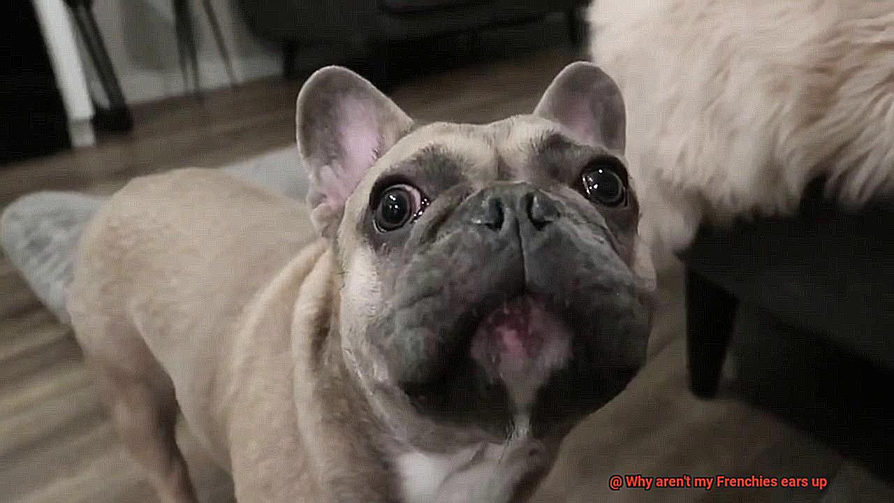 Why aren't my Frenchies ears up-2