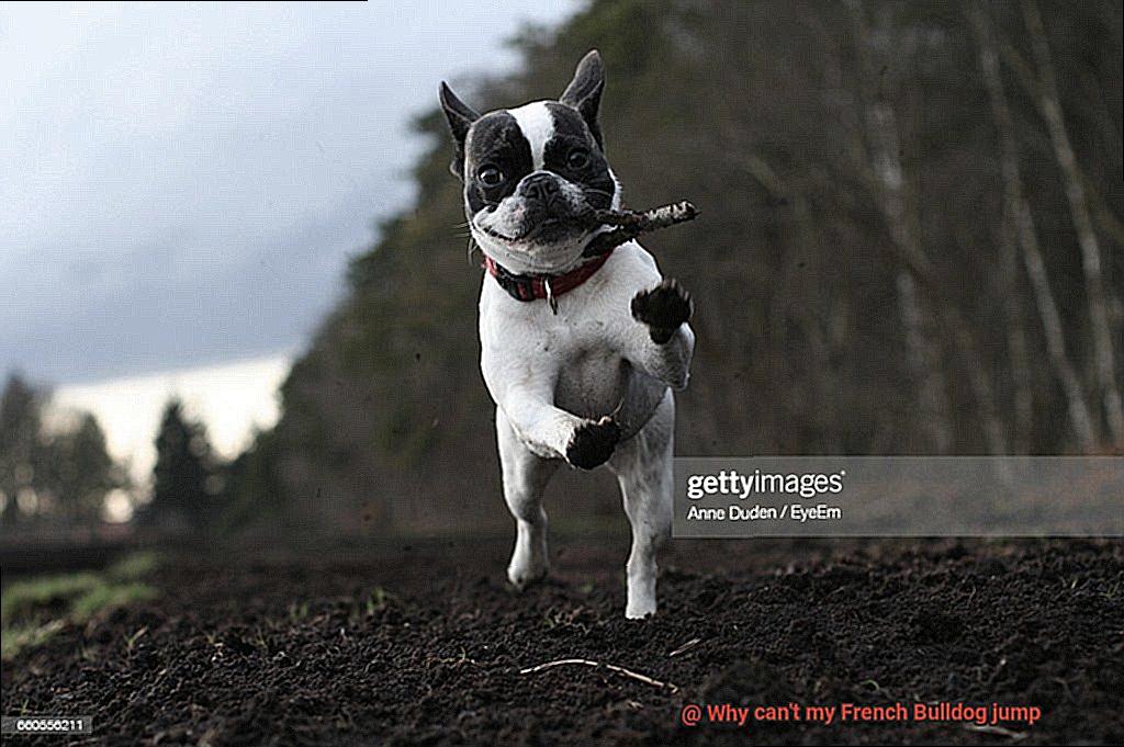 Why can't my French Bulldog jump-7